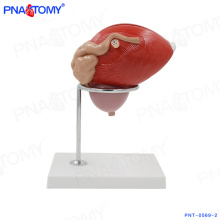 PNT-0569-2 PVC médico ampliado pessoas de plástico modelo de bexiga órgão